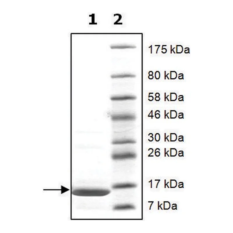 Merck Histone H2a full length human