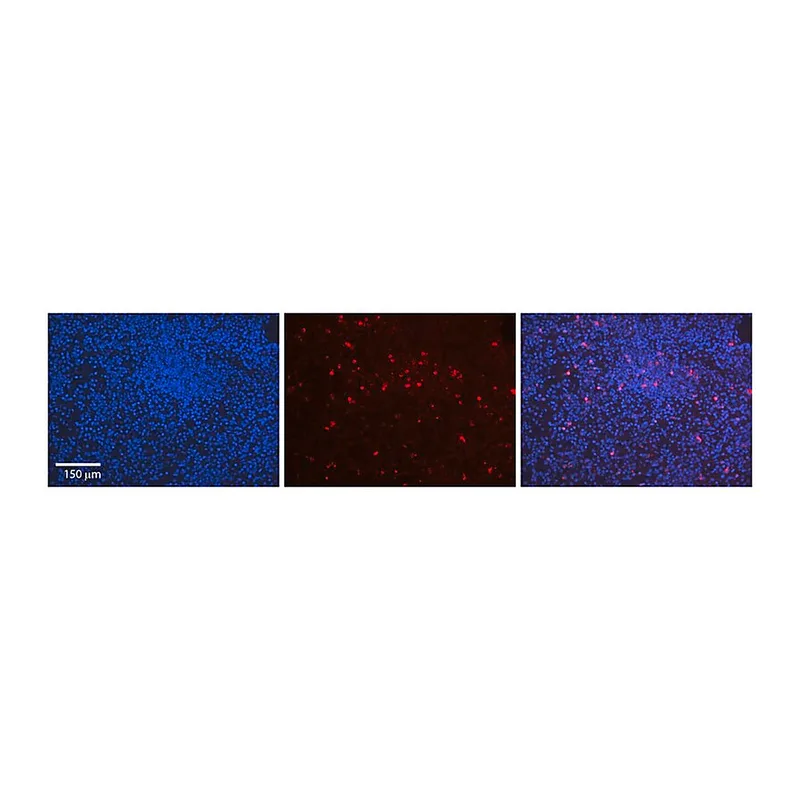 Merck Anti-LMNB1 antibody produced in rabbit