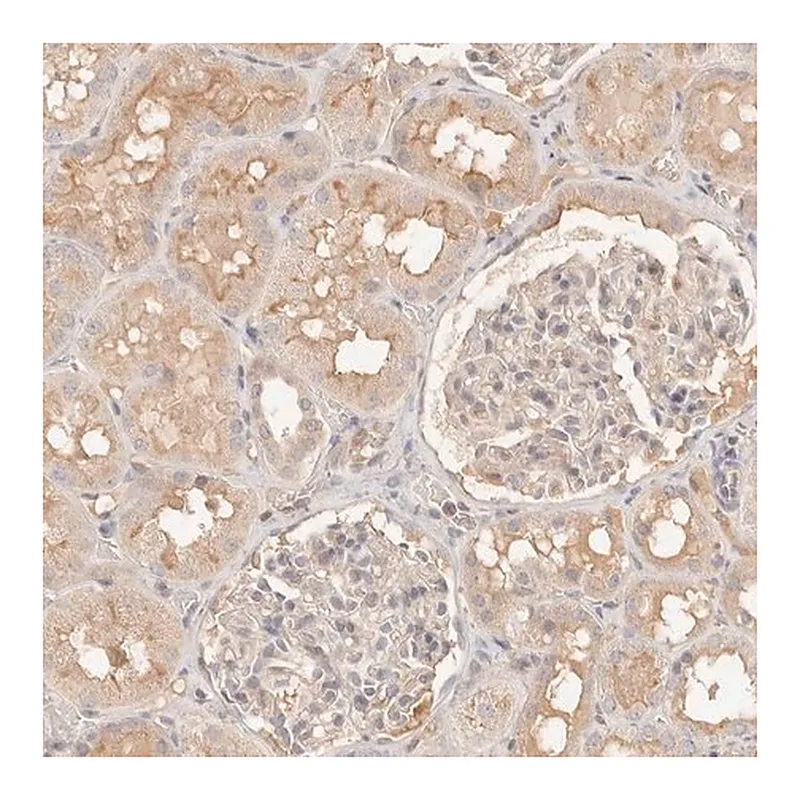 Merck Anti-NECAP2 antibody produced in rabbit