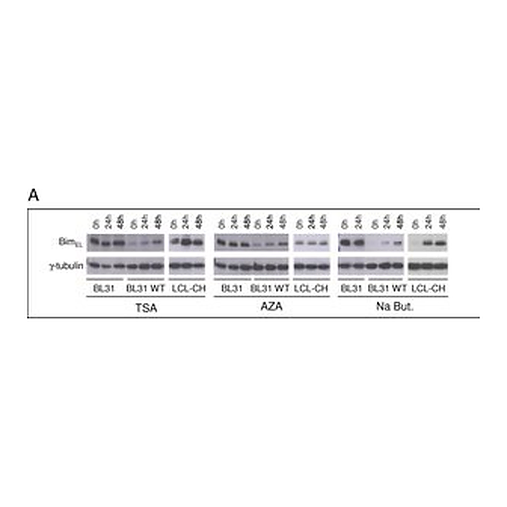 Merck MONOCLONAL ANTI-GAMMA-TUBULIN, CLONE GT&