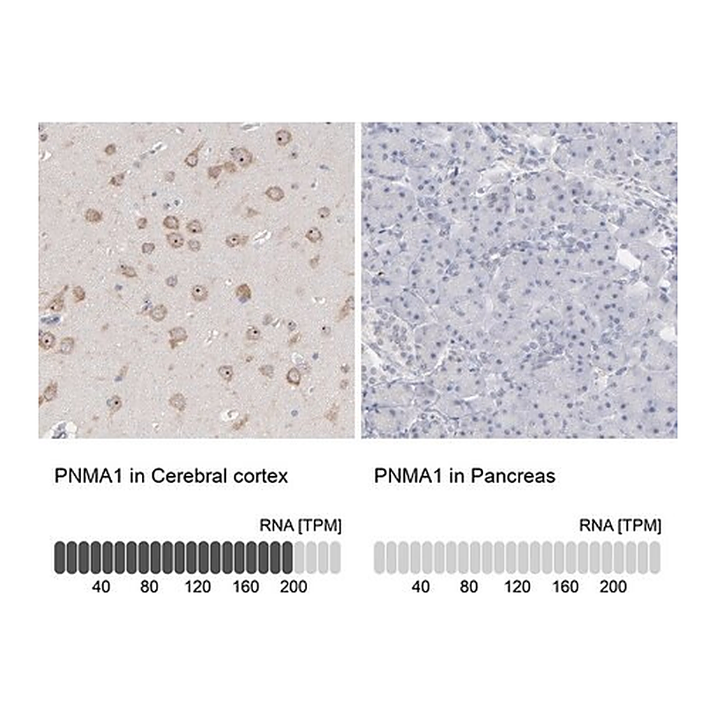Merck Anti-PNMA1 antibody produced in rabbit