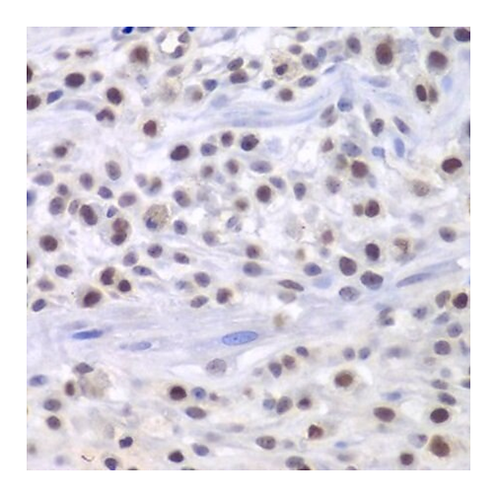 Merck Anti-KAT1/HAT1 antibody produced in rabbit