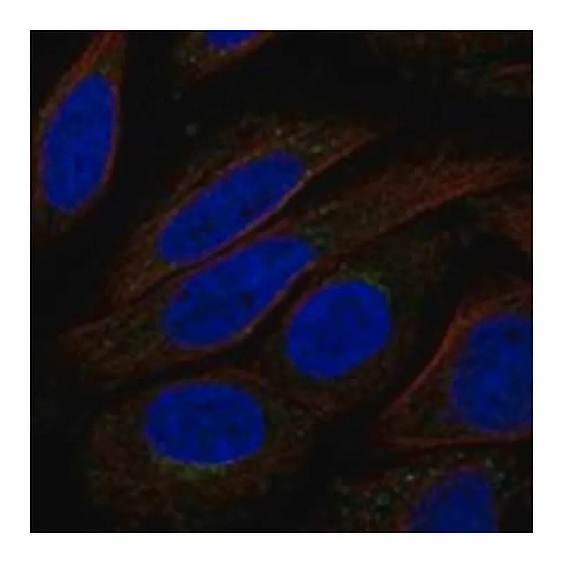 Merck Anti-TMEM168 antibody produced in rabbit