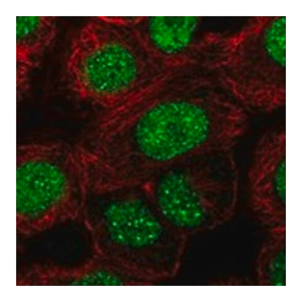 Merck Anti-RBFOX1 antibody produced in rabbit