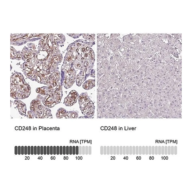 Merck Anti-CD248 antibody produced in rabbit