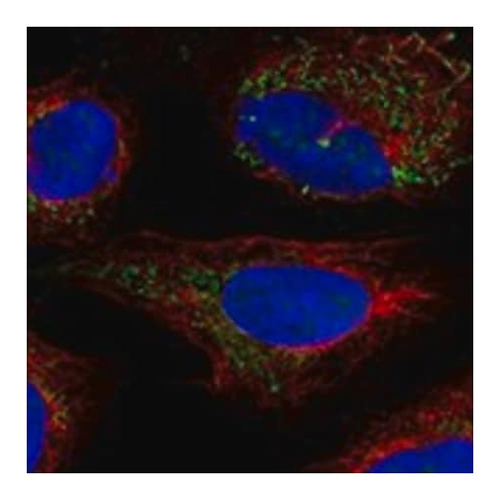 Merck Anti-BCKDHB antibody produced in rabbit