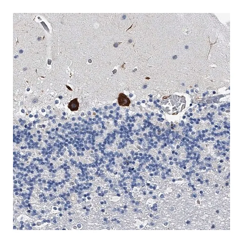 Merck Anti-TMEM63C antibody produced in rabbit