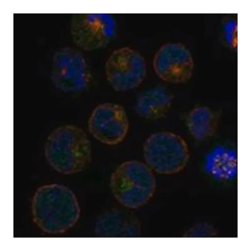 Merck Anti-MATK antibody produced in rabbit