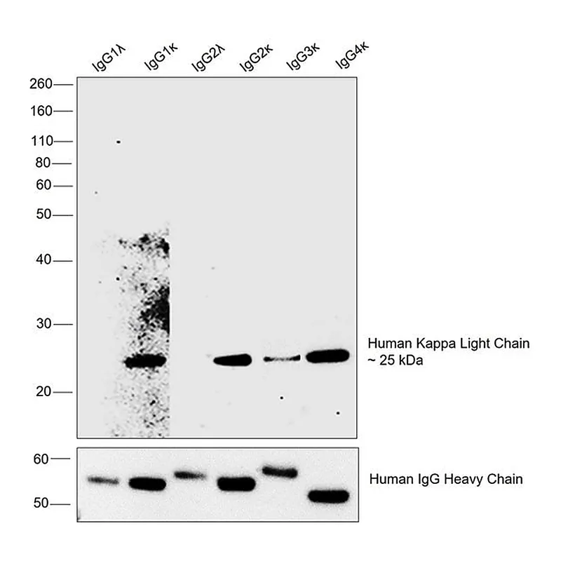 Thermo Fisher Scientific Mouse anti-Human Kappa Light Chain Secondary Antibody