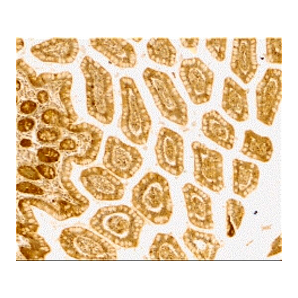 Merck Anti-DC-SIGN antibody produced in rabbit