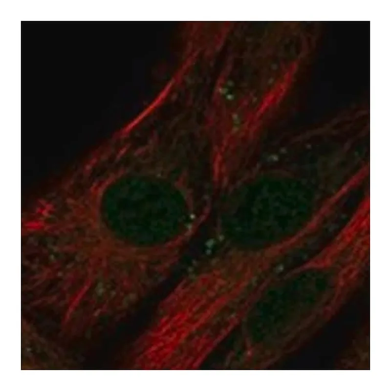Merck Anti-LRRC17 antibody produced in rabbit
