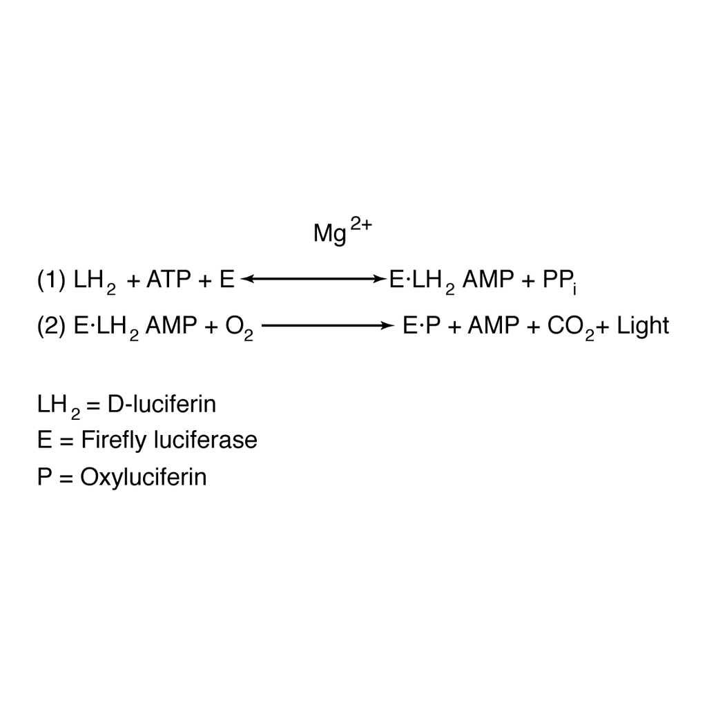 BD D-Luciferin Potassium Salt