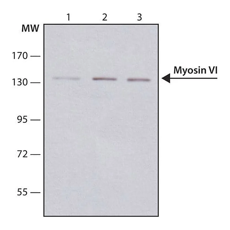 Merck Anti-Myosin VI antibody, Mouse monoclonal