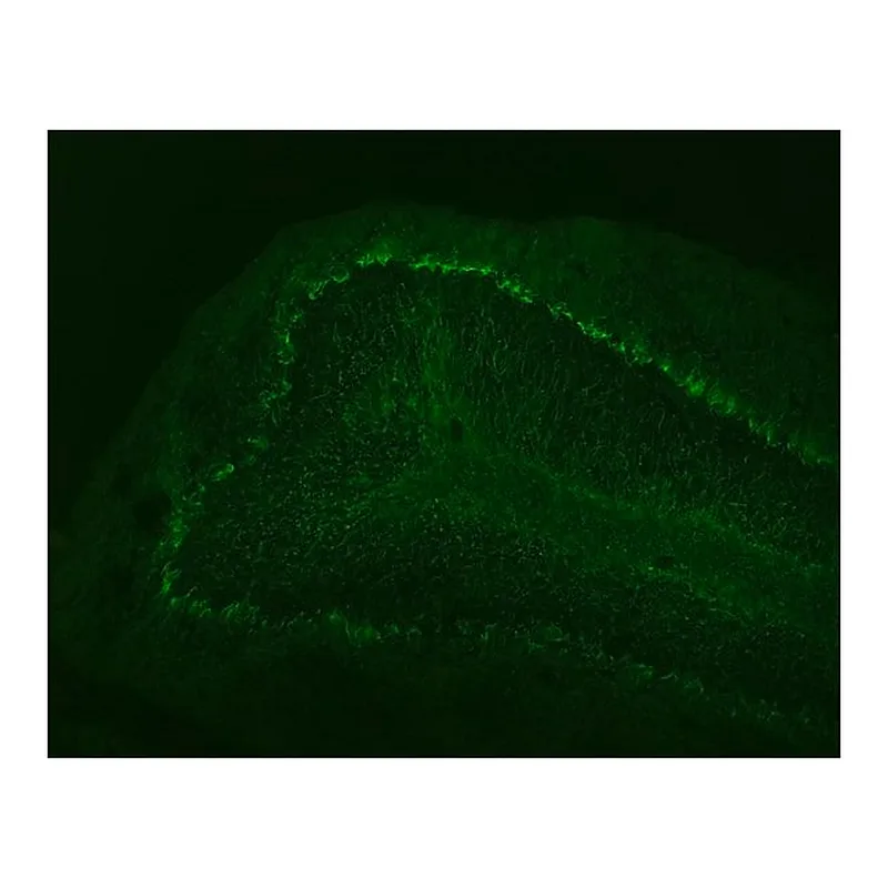 Merck Monoclonal Anti-Neurofilament 68 antibody produced in mouse