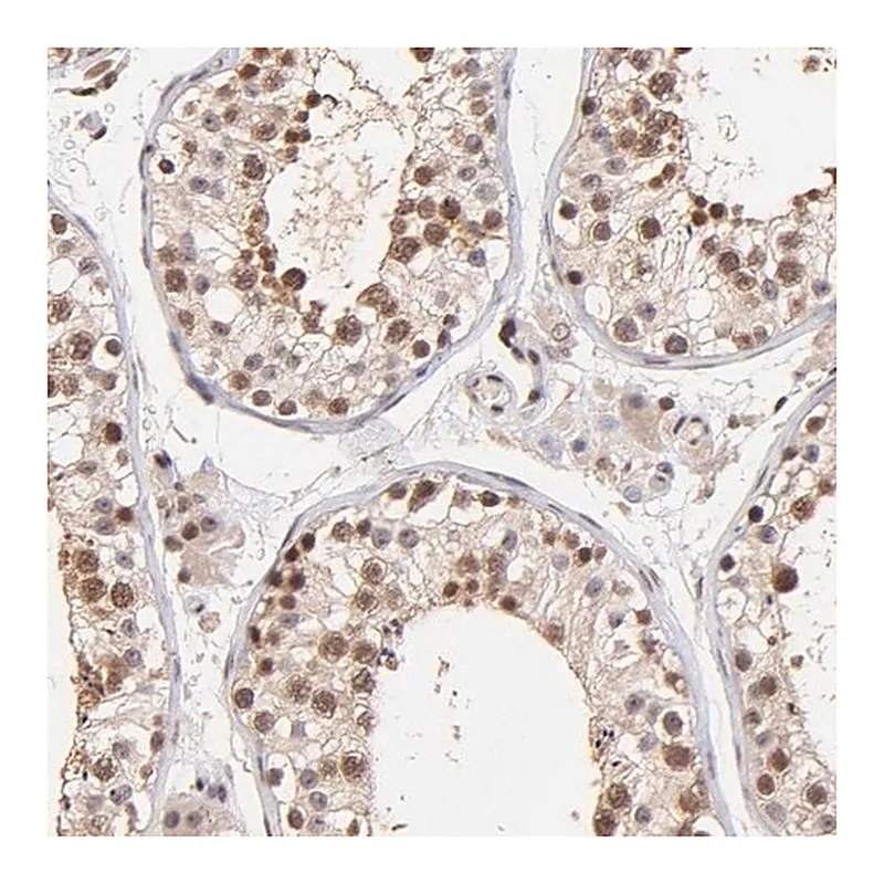 Merck Anti-WDR25 antibody produced in rabbit
