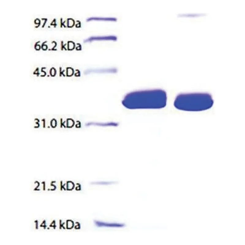Merck Apolipoprotein E from human plasma