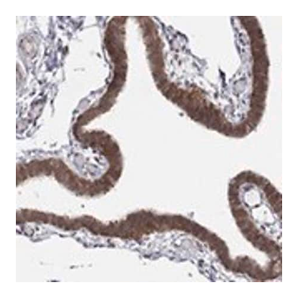 Merck Anti-TMTC4 antibody produced in rabbit
