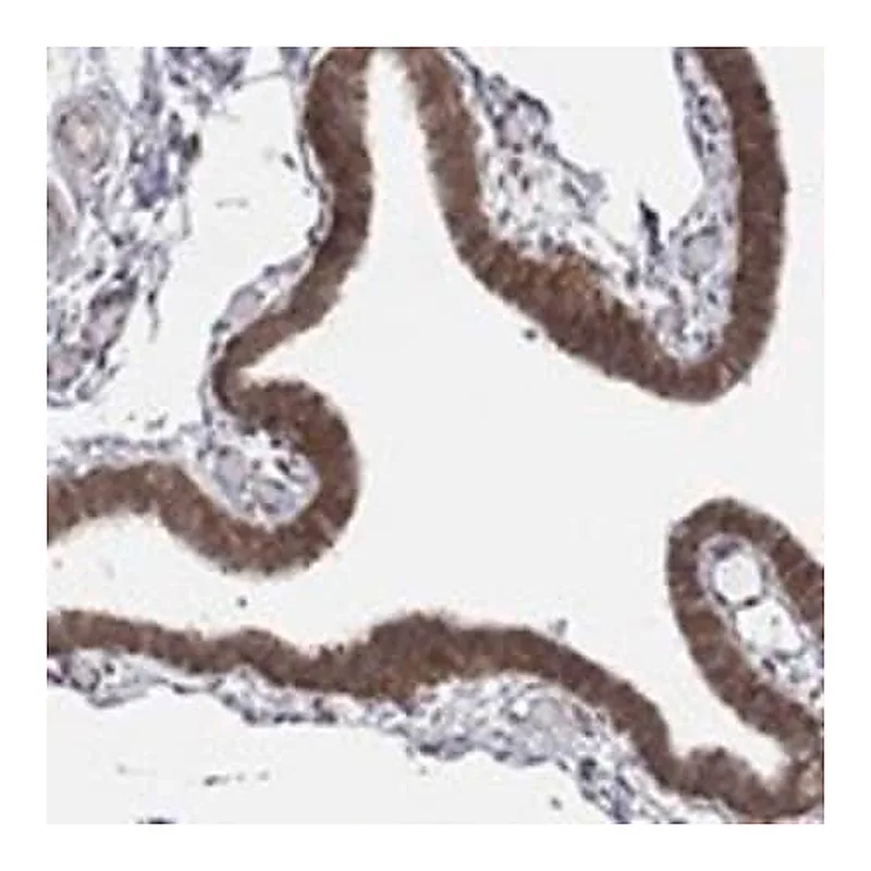 Merck Anti-TMTC4 antibody produced in rabbit
