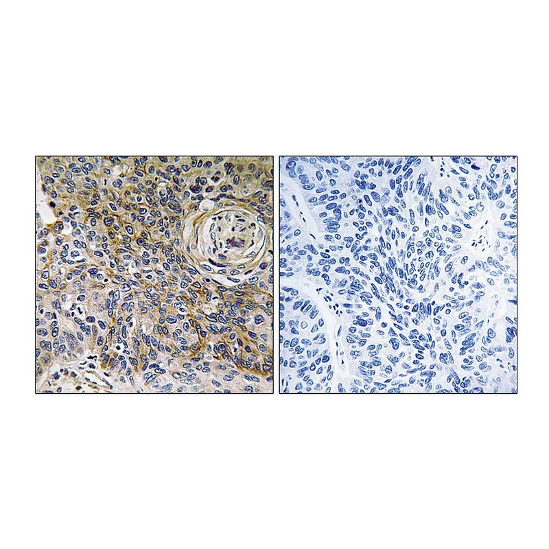 Merck Anti-CD147, C-Terminal antibody produced in rabbit