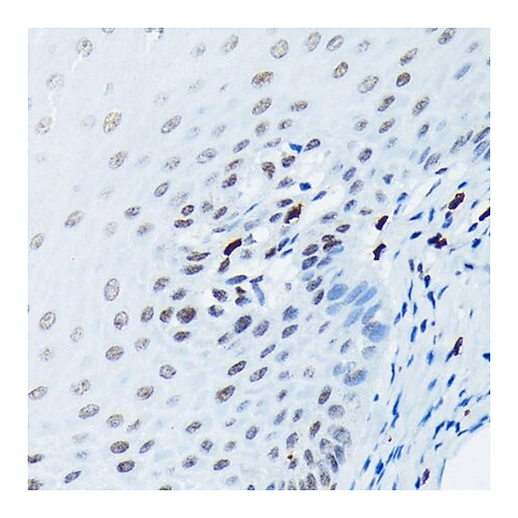Merck Anti-Phospho-Histone H2AX-S139 antibody produced in rabbit