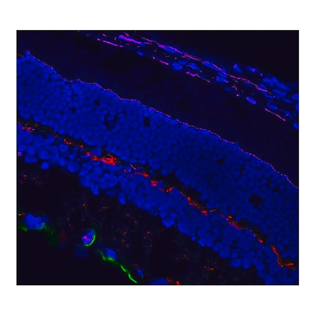 Merck Anti-goat IgG (H+L), CF(TM)568 antibody produced in chicken
