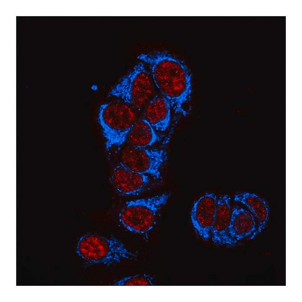 Merck Anti-Mouse IgG1 (gamma1), CF(TM)405S antibody produced in goat
