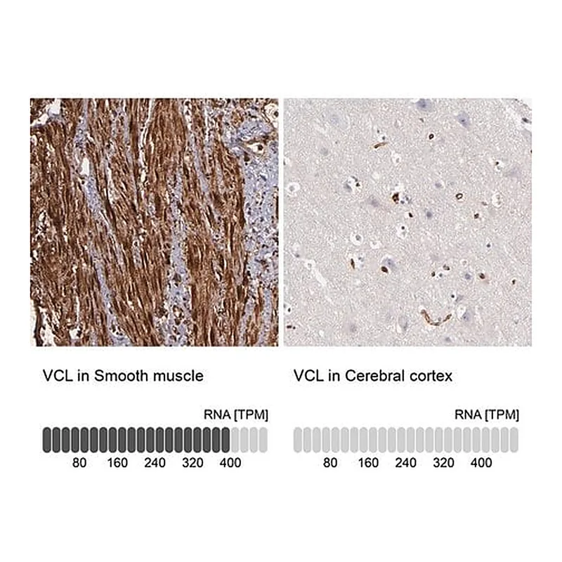 Merck Anti-VCL antibody produced in rabbit