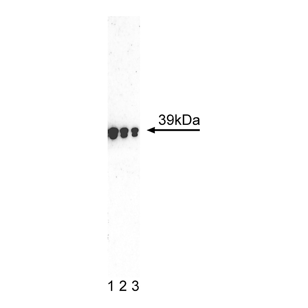 BD Purified Mouse anti-Human SOX1