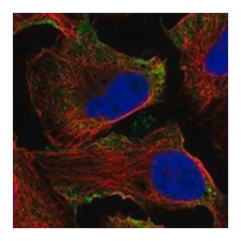 Merck Anti-ADGRD1 antibody produced in rabbit