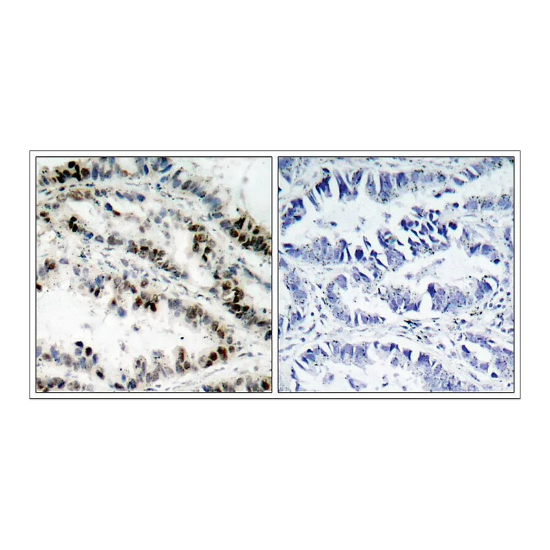 Merck Anti-phospho-SMC1A (pSer957) antibody produced in rabbit