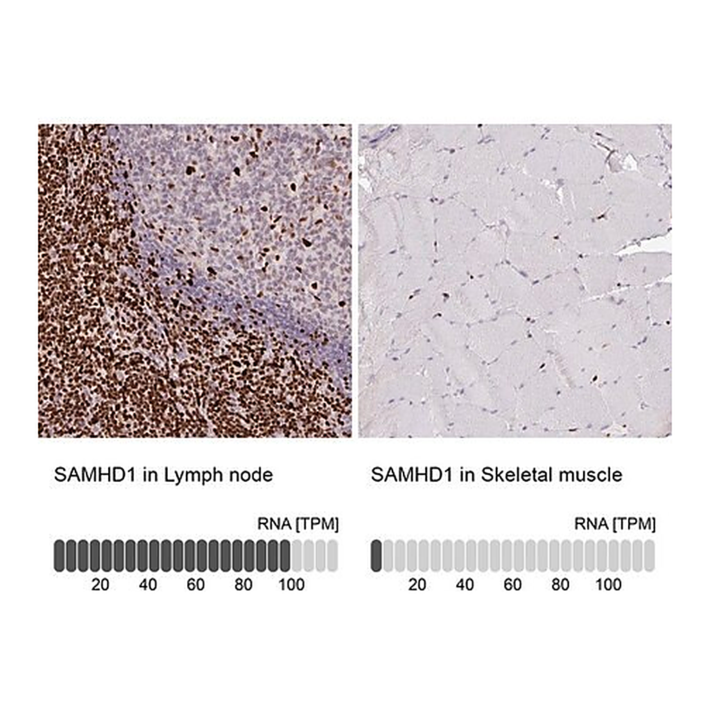 Merck Anti-SAMHD1 antibody produced in rabbit