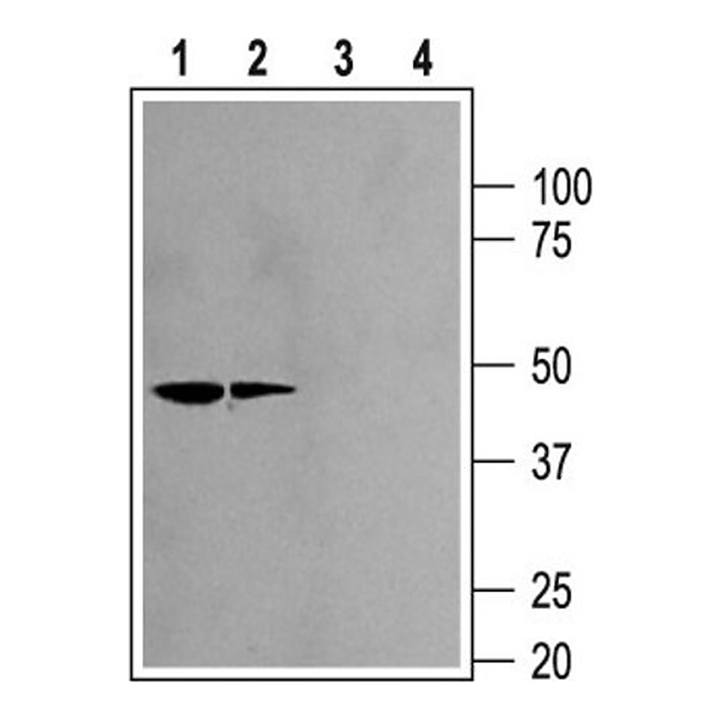 Merck Anti-Potassium Channel Kir2.2 antibody produced in rabbit
