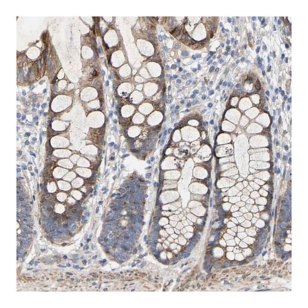 Merck Anti-TOR1B antibody produced in rabbit