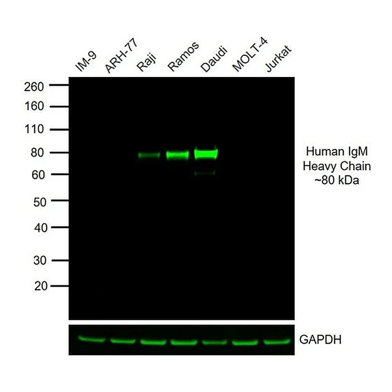Thermo Fisher Scientific Goat anti-Human IgM Cross-Adsorbed Secondary Antibody, DyLight 800