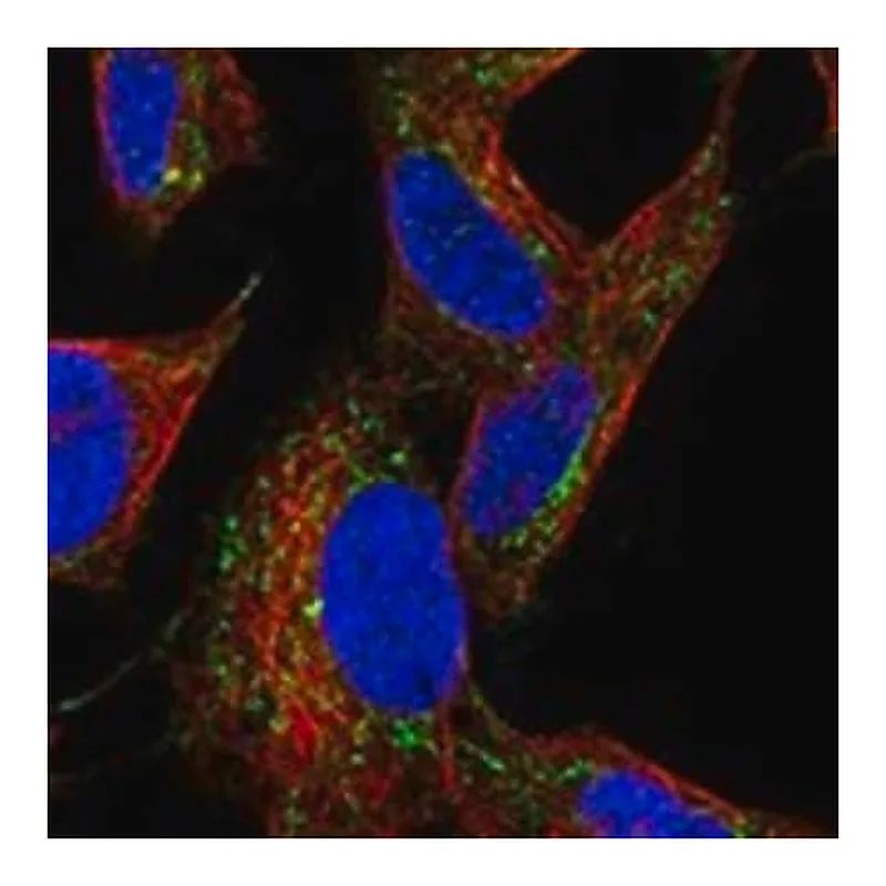Merck Anti-PRKAR2B antibody produced in rabbit
