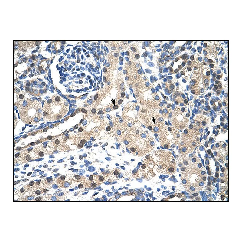 Merck Anti-STAT1 (AB3) antibody produced in rabbit