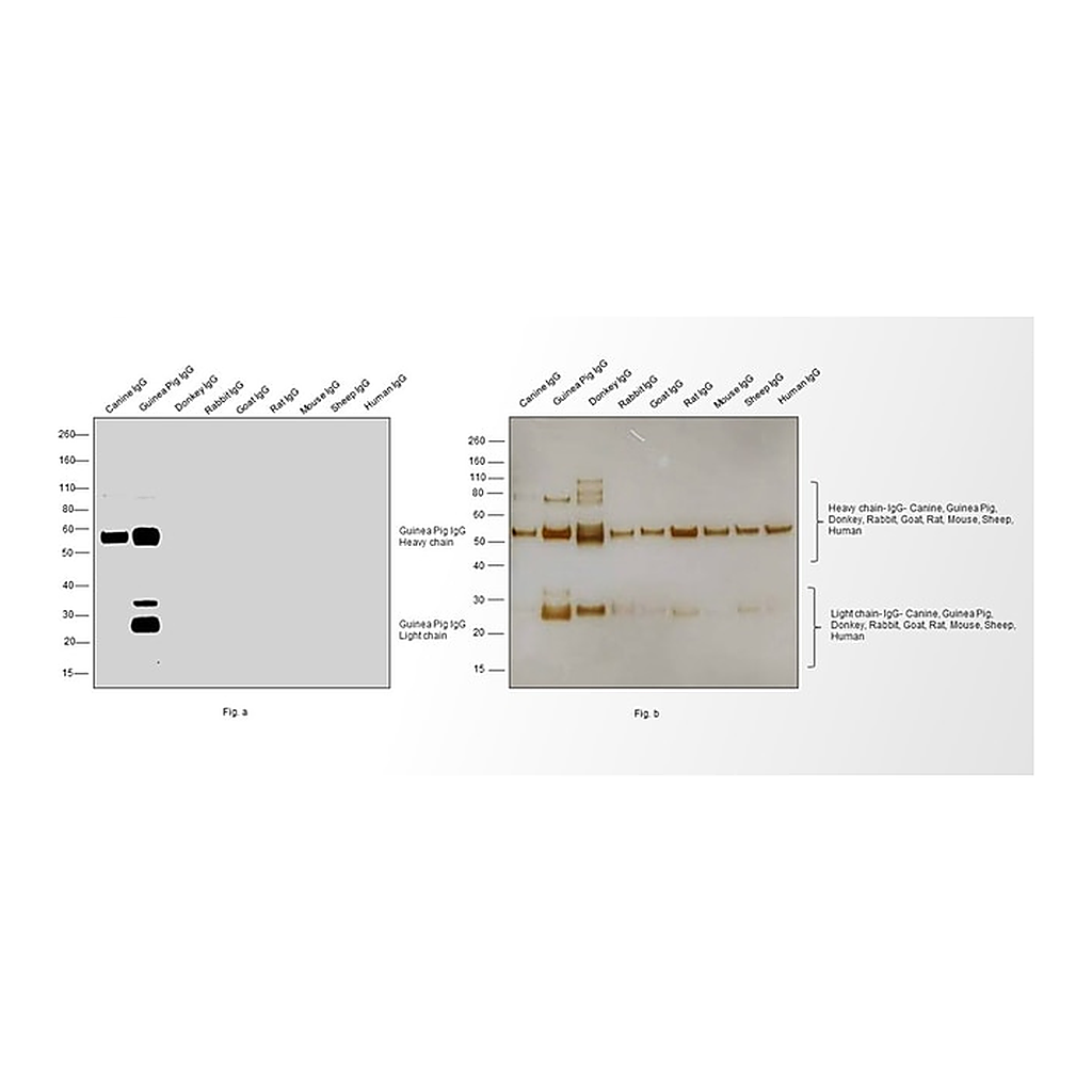 Thermo Fisher Scientific Rabbit anti-Guinea Pig IgG (H+L) Secondary Antibody, HRP