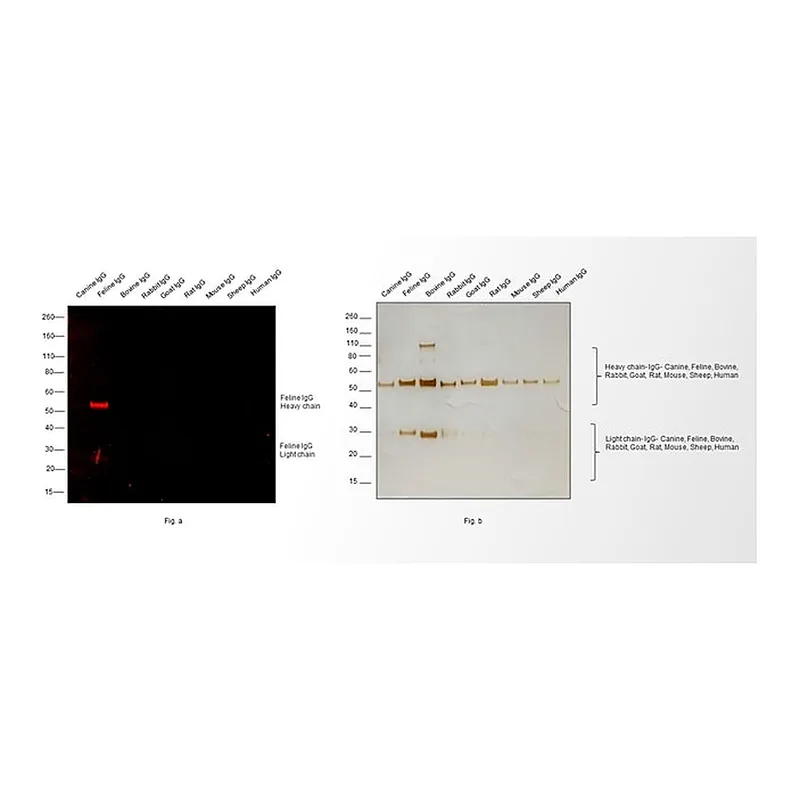 Thermo Fisher Scientific Goat anti-Feline IgG (H+L) Secondary Antibody, TRITC