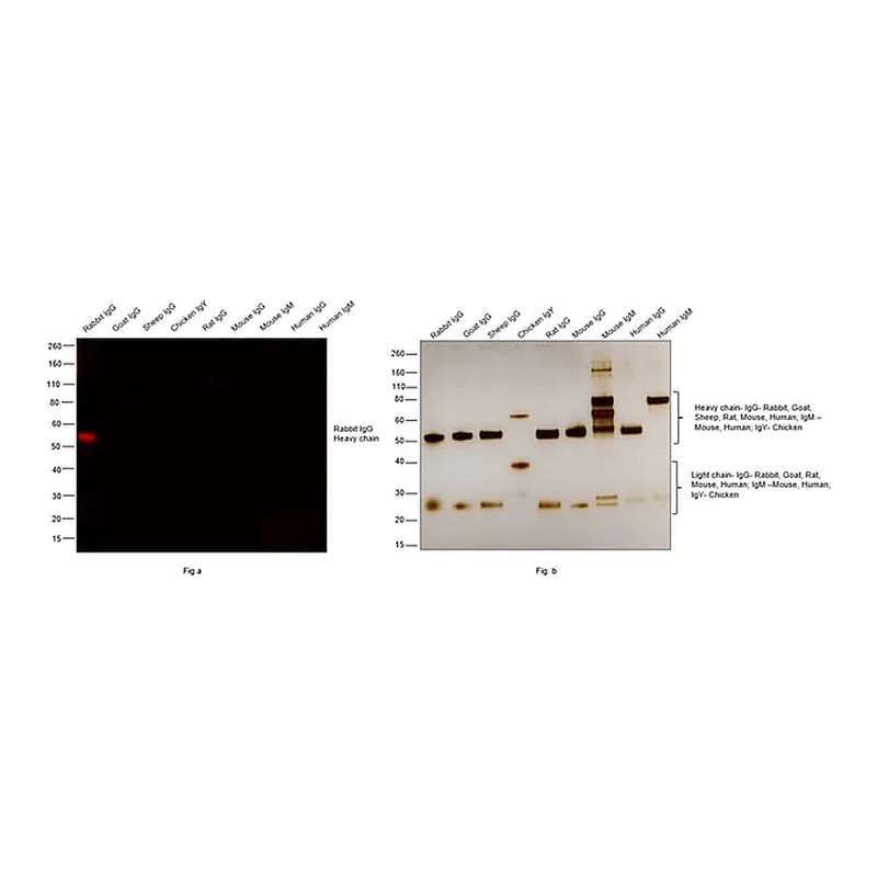 Thermo Fisher Scientific Goat anti-Rabbit IgG (Heavy chain) Superclonal Secondary Antibody, Alexa Fluor 555