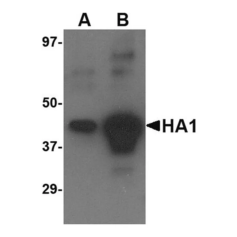 Merck Anti-Avian Influenza H5N1 Hemagglutinin (IN2) antibody produced in goat