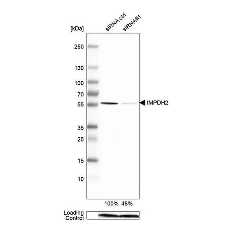 Merck Anti-IMPDH2 antibody produced in rabbit