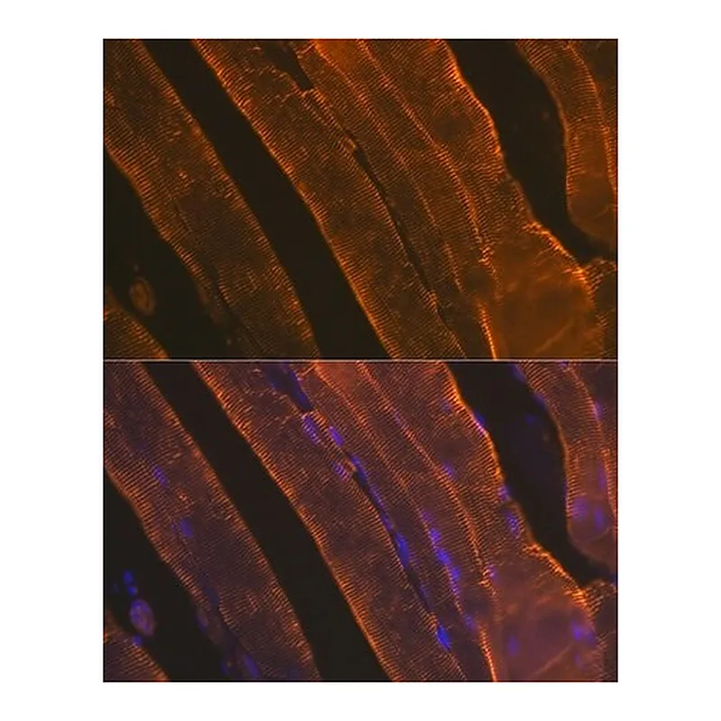 Merck Anti-alpha-Actin-1 (ATCA1) antibody produced in rabbit