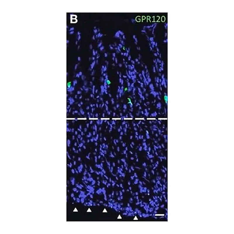 Merck Anti-GPR120 antibody produced in rabbit