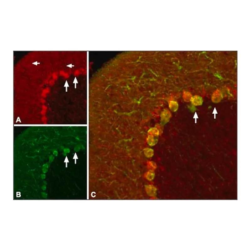 Merck Anti-Pro-BDNF antibody produced in rabbit