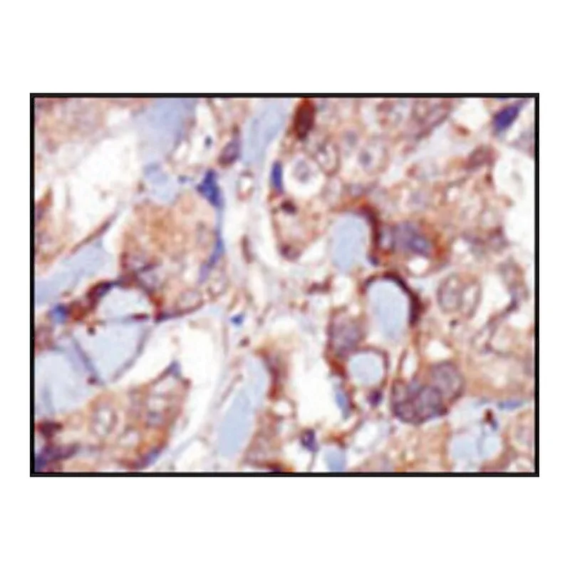 Merck Anti-MLCK (N-term) antibody produced in rabbit