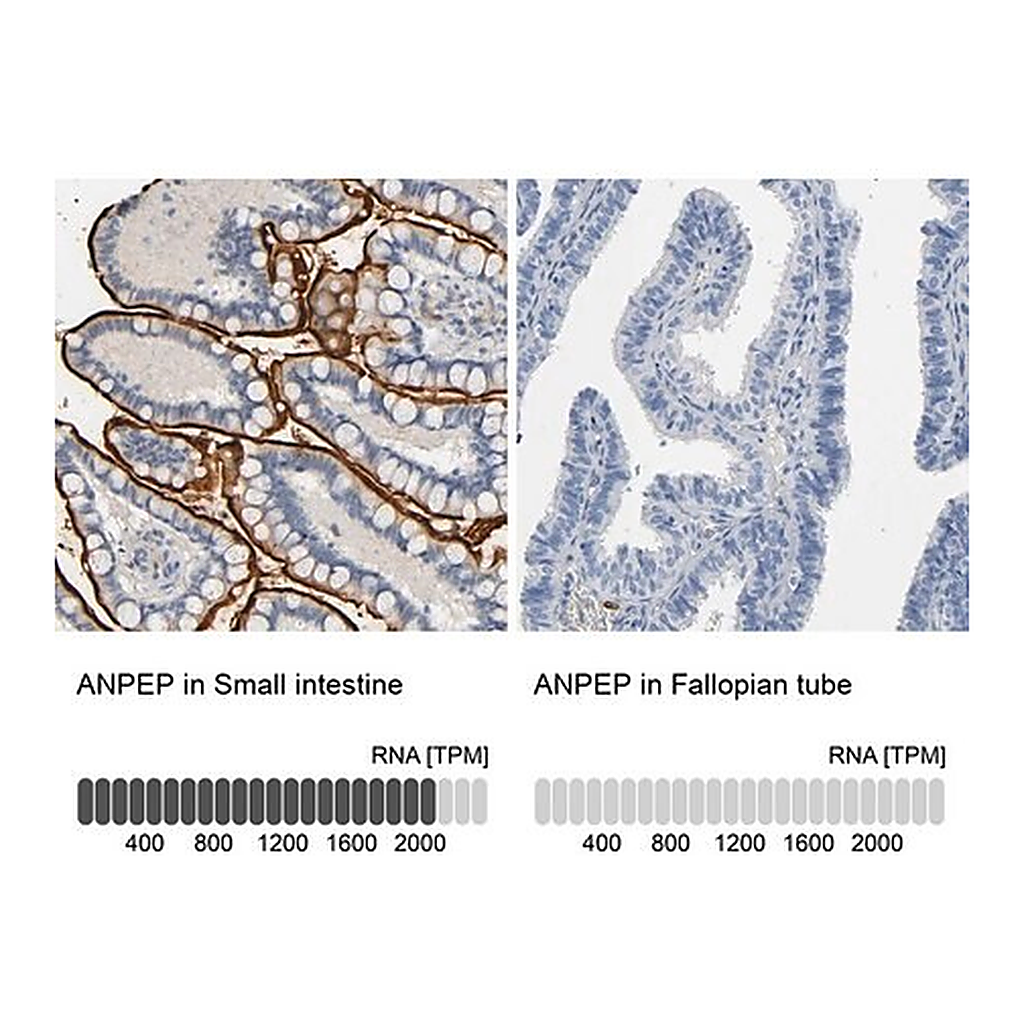 Merck Anti-ANPEP antibody produced in rabbit
