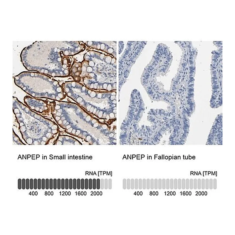 Merck Anti-ANPEP antibody produced in rabbit