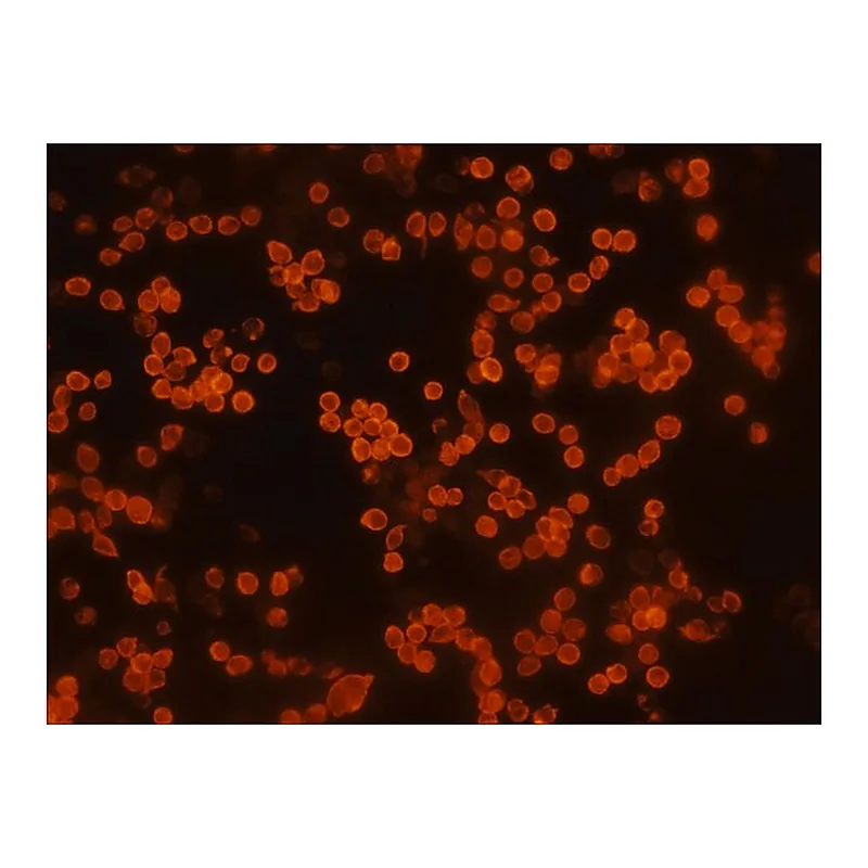 Merck Anti-HA-TRITC antibody, Mouse monoclonal
