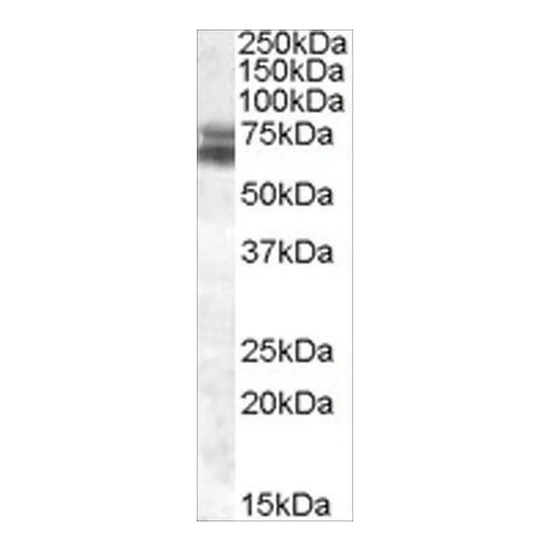 Merck Anti-BMAL1/ARNTL antibody produced in goat