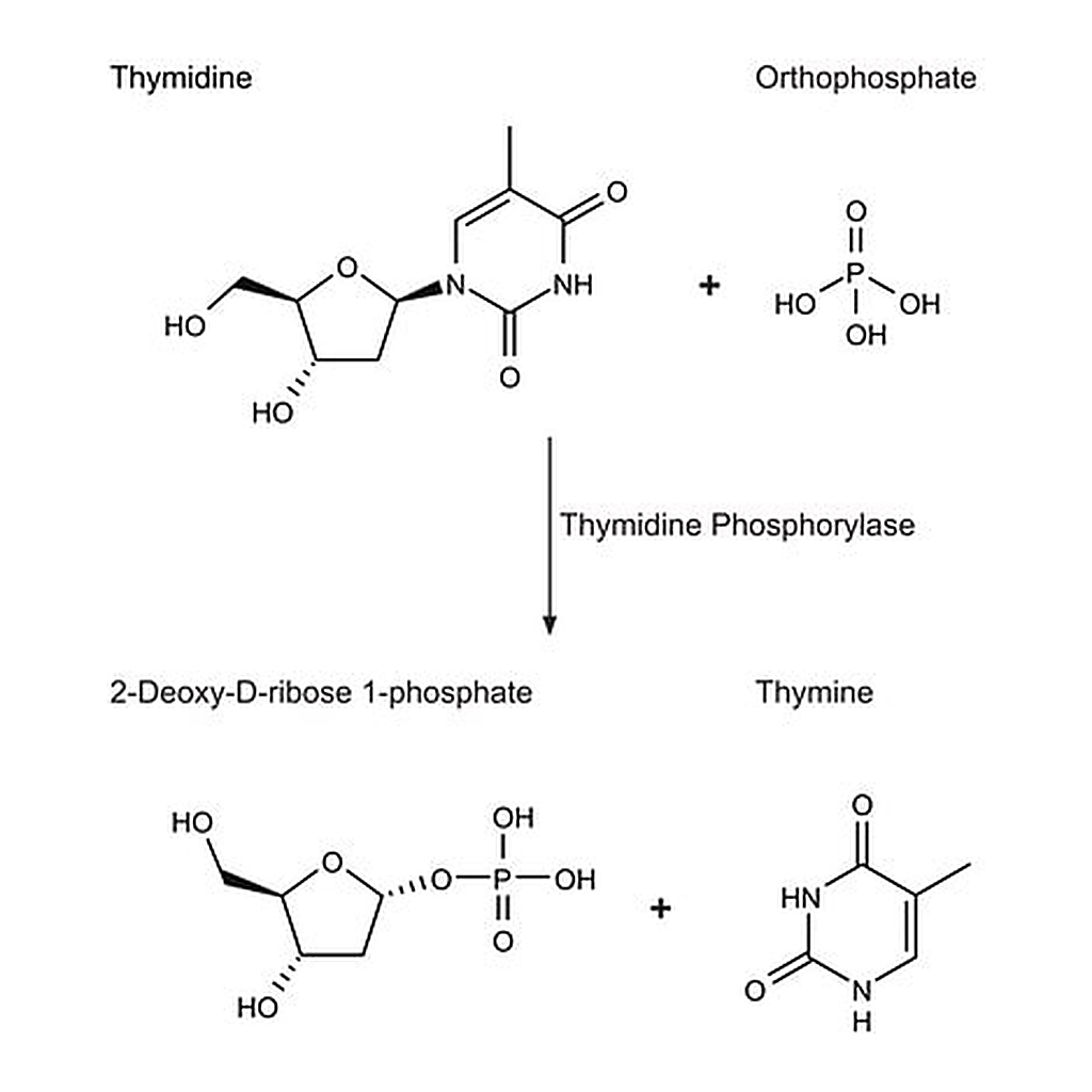 Merck Thymidine Phosphorylase, recombinant from Escherichia coli